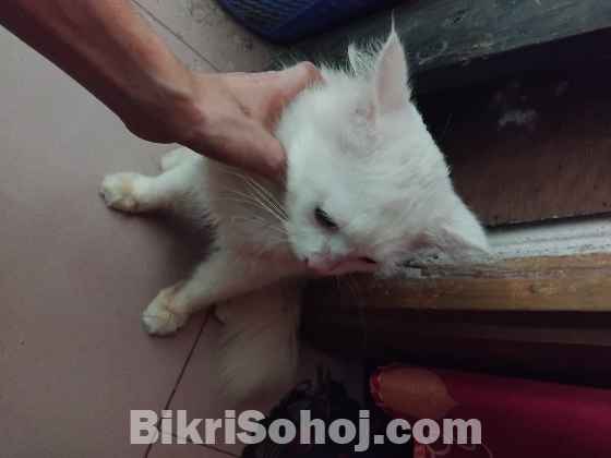 Persian cat male